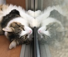 ネコ写真