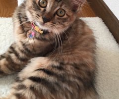 ネコ写真