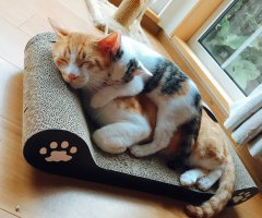 ネコ写真