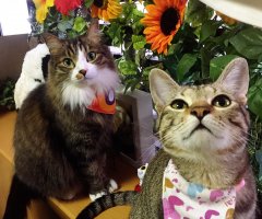 ネコ写真