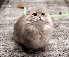 ネコ写真