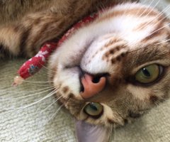 ネコ写真