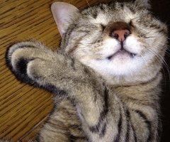 ネコ写真