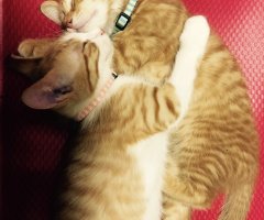 ネコ写真
