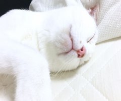 ネコ写真