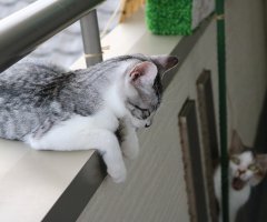 ネコ写真