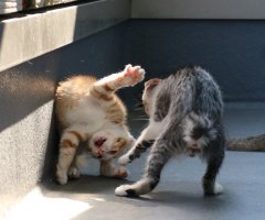 ネコ写真