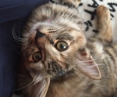 猫写真