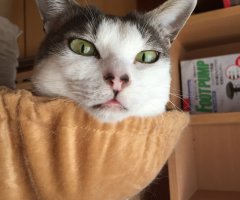 ネコ写真