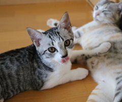 ネコ写真