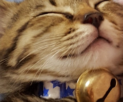 ネコ写真