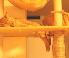 ネコ写真