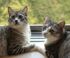 ネコ写真