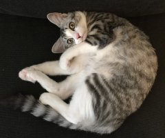 ネコ写真