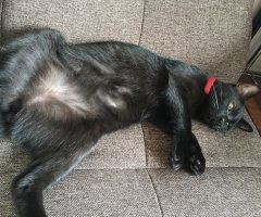 ネコ写真