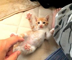 ネコ写真