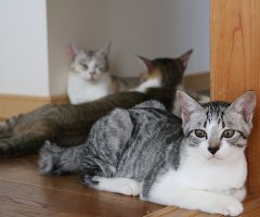 ネコ写真