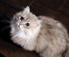 ネコ写真