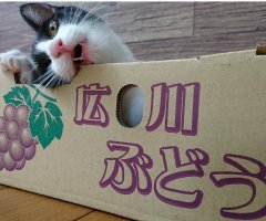 ネコ写真