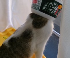 ネコ写真