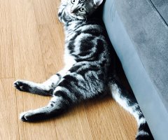 ネコ写真