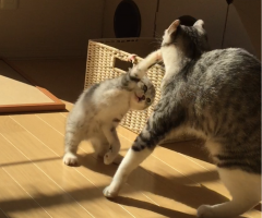 ネコ写真