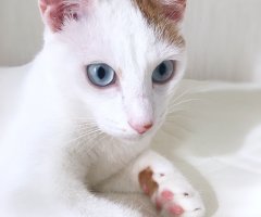 ネコ写真