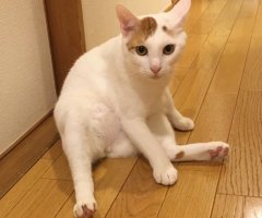 ネコ写真