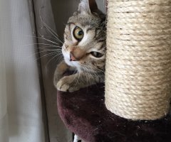 ネコ写真