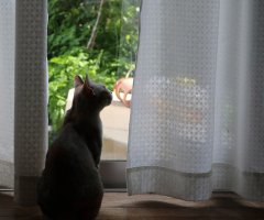ネコ写真