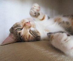 ネコ写真