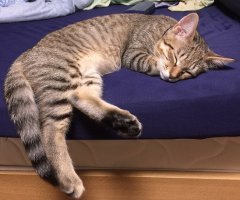 ネコ写真