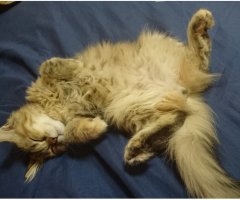 ネコ写真