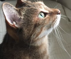 ネコ写真