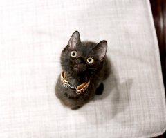ネコ写真