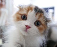 ネコ写真