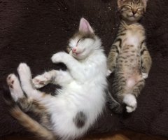 ネコ写真