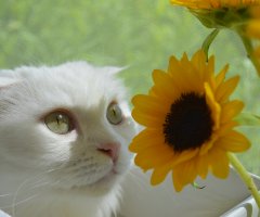 ネコ写真