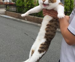 ネコ写真
