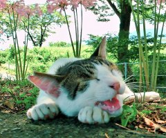 ネコ写真