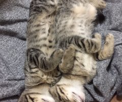 ネコ写真