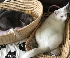 ネコ写真