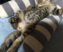 ネコ写真