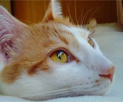 ネコ写真