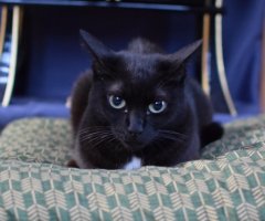 ネコ写真