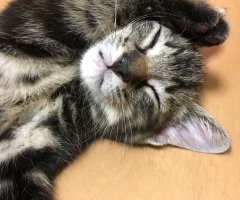ネコ写真