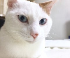 ネコ写真