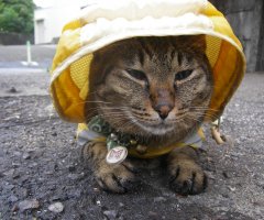 ネコ写真
