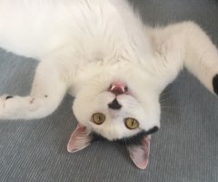 ネコ写真