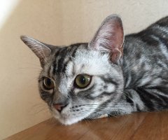 ネコ写真